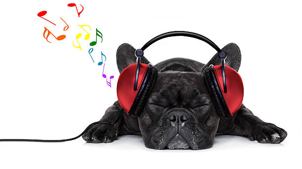 dog music stock photo