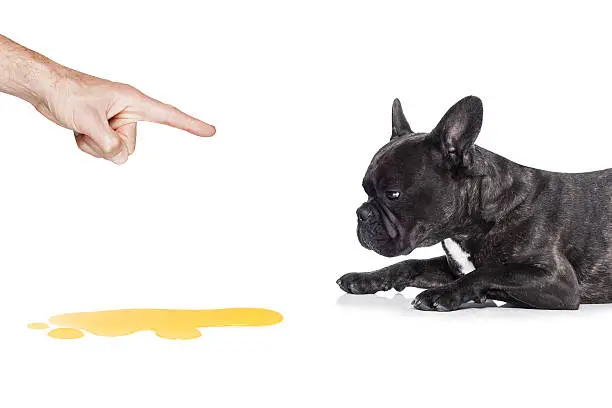 french bulldog dog being punished for urinate or pee  at home by his owner, isolated on white background