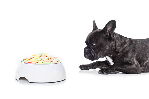 istock hungry dog with healthy bowl 481270412