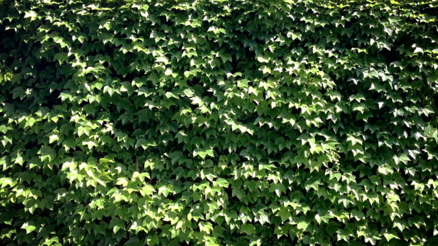 Wall Overgrown by Leaves.