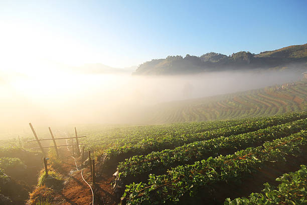 istock Doi Angkhang mountain, chiangmai, Thailand, strawberry field 481270696