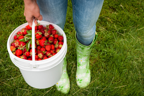 Woman holding bucket of freshly picked strawberries on green grass outside in garden