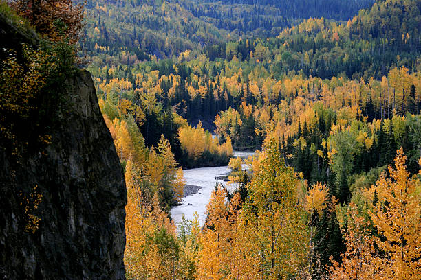 istock Autumn colored Aspens along British Columbia river 481272399