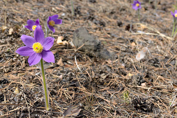 Pasque flower Pasque flower is also called urgulka. It grows wild and its flowering is one of the first signs of spring. Russia, Siberia anemone ludoviciana stock pictures, royalty-free photos & images