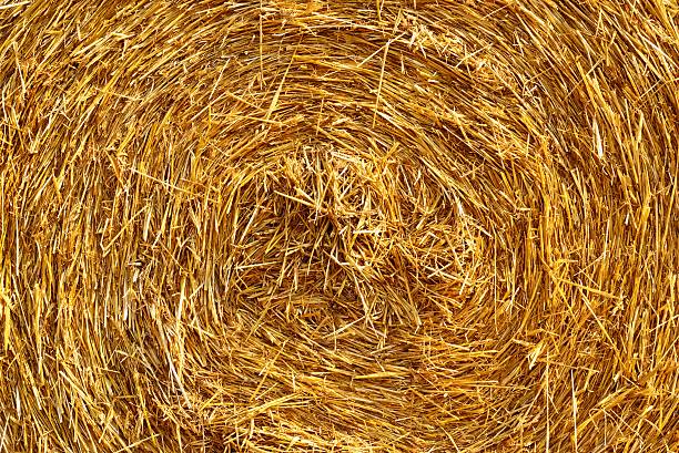 istock Straw bales on field after harvest 481273192