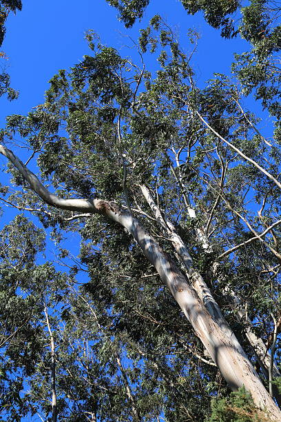 eucaliptus globulus - bluegum tree stock-fotos und bilder