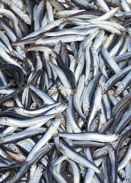 istock The European anchovy 481273353
