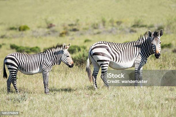 Zebras In South Africa Stock Photo - Download Image Now - Animal Wildlife, Animals In The Wild, Horizontal