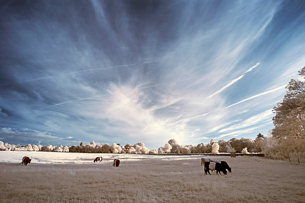istock Stunning beautioful unique infra red landscape with false color 481274342