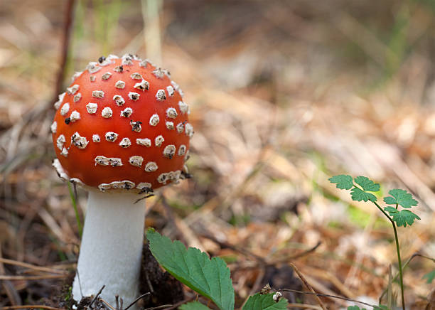 赤色 amanita muscaria 森林でキノコ狩り - fungus nature orange agaric toxic substance ストックフォトと画像