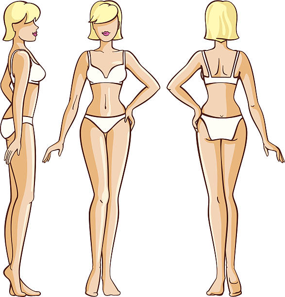 woman body - front, back and side view vector art illustration