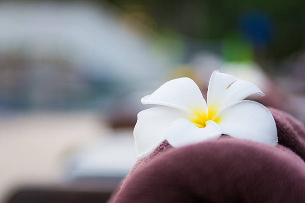 istock brown roll towel with plumeria on beach chair 481277714