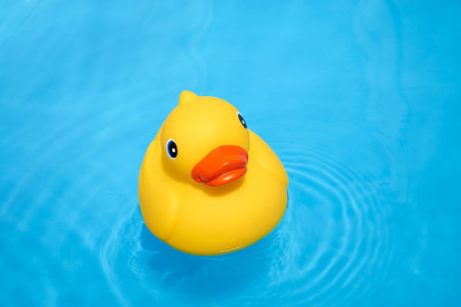 Yellow rubber duck in the home pool in the summer