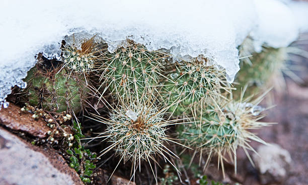 nívea cactus-rare arizona storm - prickley pear cactus fotografías e imágenes de stock