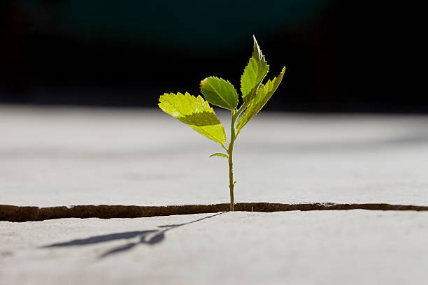 istock Young plant growing in a crack on a concrete footpath. 481280253