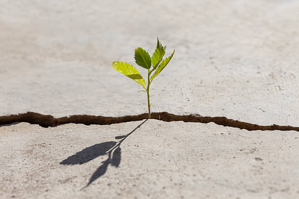 Young plant growing in a crack on a concrete footpath.