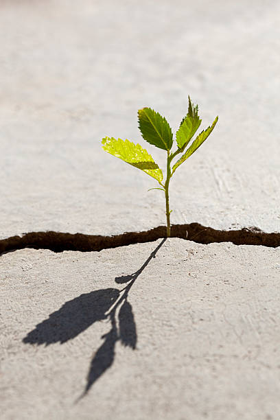istock Young plant growing in a crack on a concrete footpath. 481280265