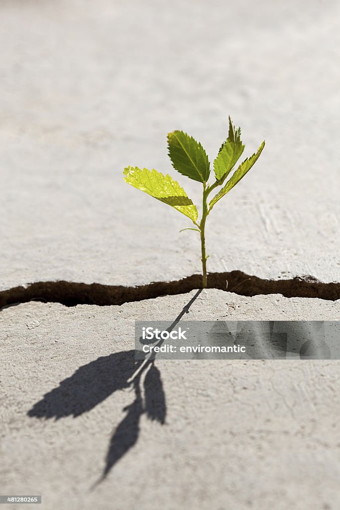 Jovem Planta crescente no de uma fractura num trilho concretas. - Royalty-free Acaso Foto de stock