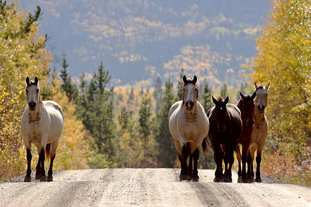 istock Range horses along British Columbia road 481280303