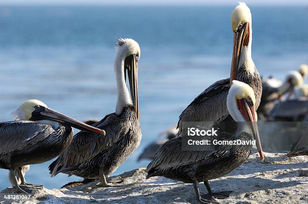 Brown Pelican Ruhen Auf Coastal Felsigen Küste Stockfoto und mehr Bilder von Blau - Blau, Brauner Pelikan, Farbbild