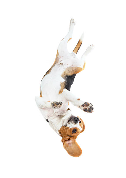 istock beagle dog isolated on white background 481281860