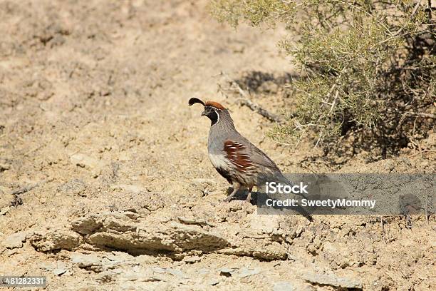 Gambel De Codorniz - Fotografias de stock e mais imagens de Codorniz - Ave de caça - Codorniz - Ave de caça, De Corpo Inteiro, Adereço para a Cabeça