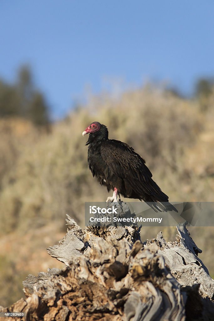 Turkey Vulture  Vertical A Turky Vulture perches on an old stump at Rockville, Utah. Animal Stock Photo