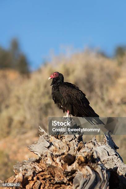 Turkey Vulture Vertical Stock Photo - Download Image Now - Animal, Animal Wildlife, Animals In The Wild