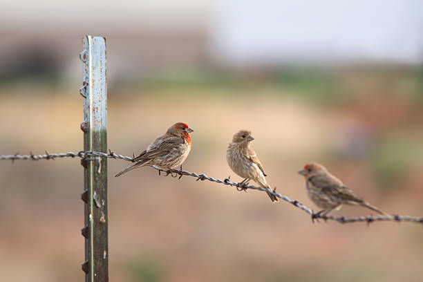 istock House Finch 481282869