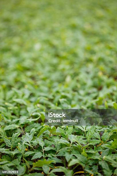 Plantas De Tomate - Fotografias de stock e mais imagens de Adubo - Fenómeno Natural - Adubo - Fenómeno Natural, Agricultura, Biologia