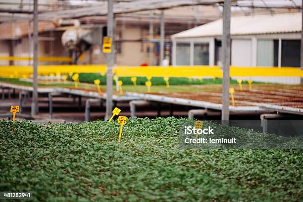 Industrial Efecto Invernadero Foto de stock y más banco de imágenes de Abono - Abono, Agricultura, Amarillo - Color