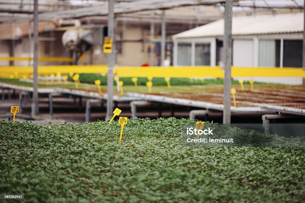 Industrial greenhouse Organic seedlings growing in seedbeds and a yellows tag with various codes to control their growth. Agriculture Stock Photo