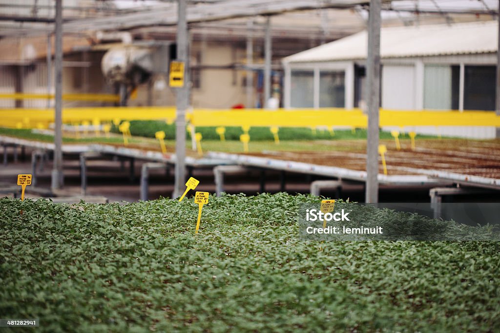 Industrial de estufa - Foto de stock de Agricultura royalty-free