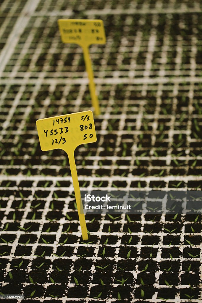 La agricultura industrial Seedbed - Foto de stock de Abono libre de derechos