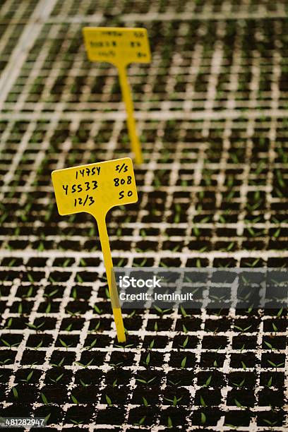 농업학 산업 Seedbed 0명에 대한 스톡 사진 및 기타 이미지 - 0명, 고추류, 노랑