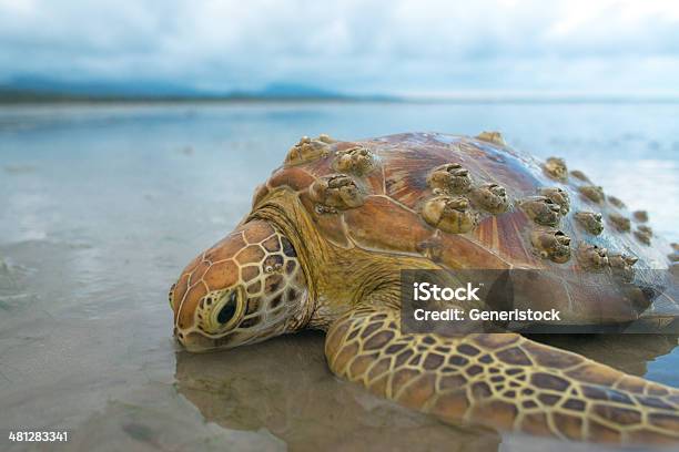 Tartaruga Marina - Fotografie stock e altre immagini di Composizione orizzontale - Composizione orizzontale, Fotografia - Immagine, Immagine a colori