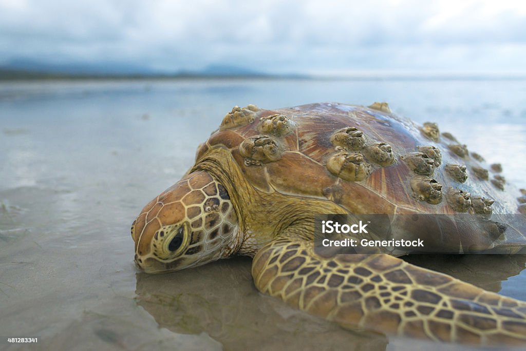 Морская turtle - Стоковые фото Без людей роялти-фри