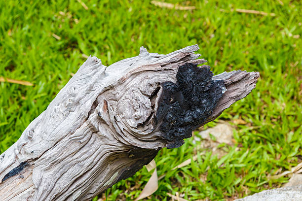istock Dry wooden with char 481287440