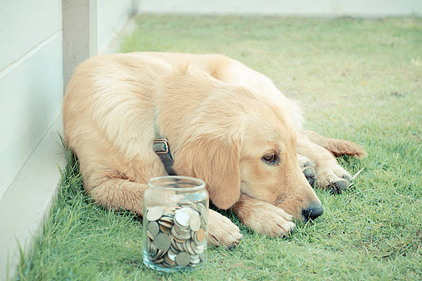 istock poor dog waiting people give money 481287592