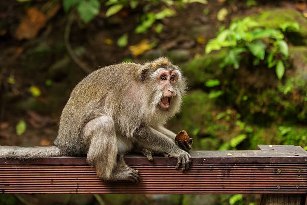 istock Monkeys in Monkey Forest, Ubud, Bali, Indonesia 481288070