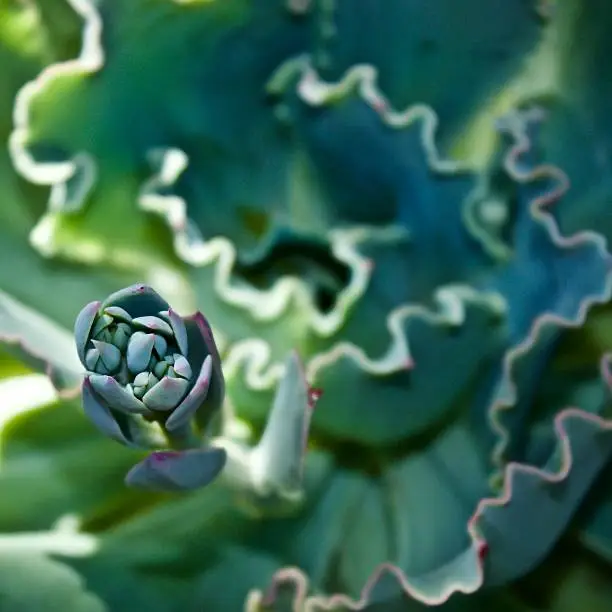 Echeveria blue waves spring bloom. These gorgeous buds will turn into bell-shaped pink flowers.