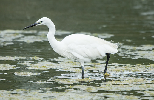 Little egret on the lake.