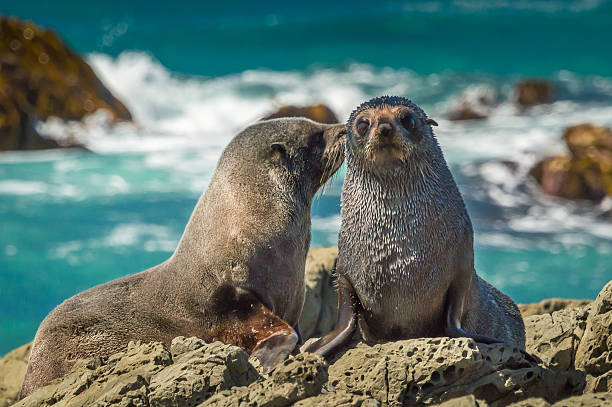 Mother fur seal kissing newborn young Mother fur seal kissing newborn young. Photo was taken near Kaikoura, New Zealand. marlborough new zealand stock pictures, royalty-free photos & images