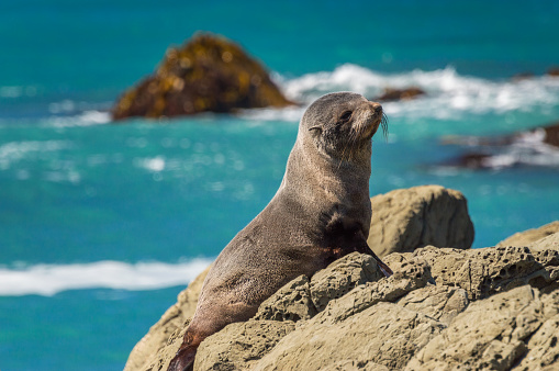 Female fur seal. Photo was taken near Kaikoura, New Zealand.