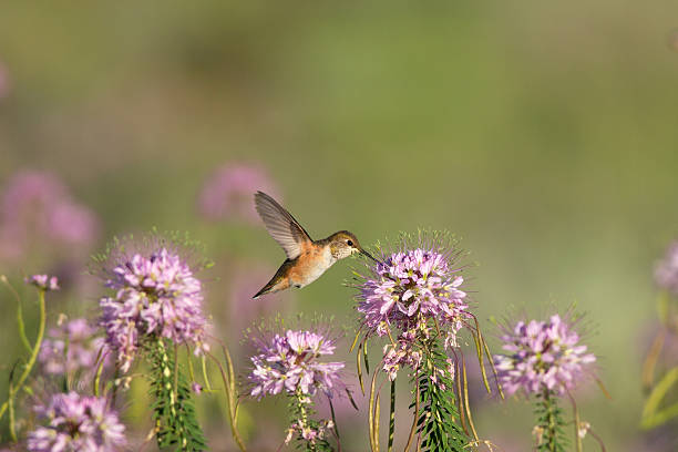 Juvenile Rufous Hummingbird in Arizona A Rufous Hummingbird feeds in a field of Rocky Mountain Bee Plant (Cleome) wildlflowers in Arizona. spider flower stock pictures, royalty-free photos & images