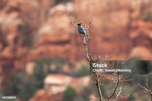 Herausragendejay Im Canyon Stockfoto und mehr Bilder von Ast - Pflanzenbestandteil - Ast - Pflanzenbestandteil, Blauhäher, Canyon