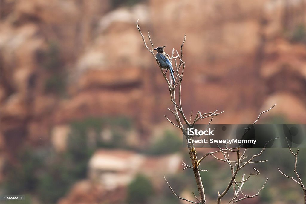 Stellar's Jay w Canyon - Zbiór zdjęć royalty-free (Bez ludzi)