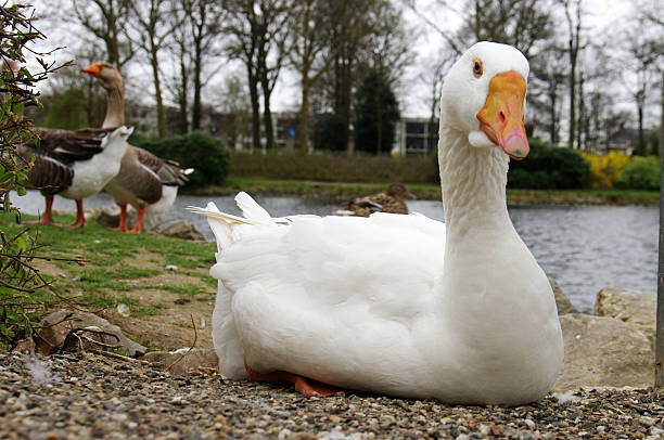 istock Goose sitting near the water 481288861