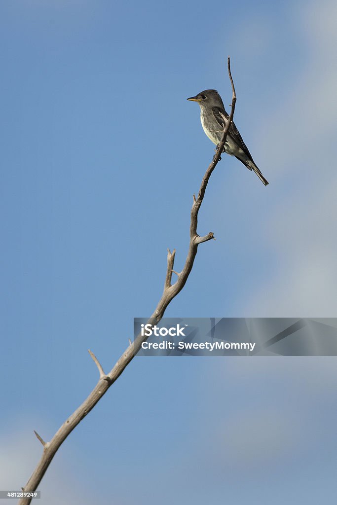 Olive-sided Papa-moscas - Foto de stock de Animal royalty-free