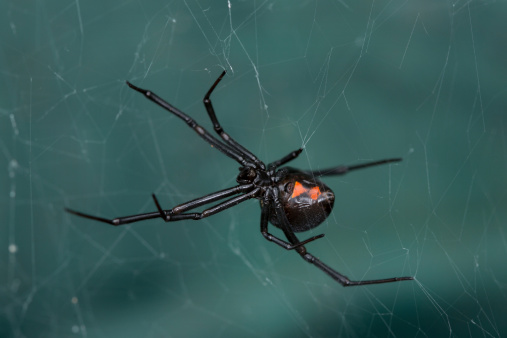 Close up of a spider rebuilding her web in a garden with green shrubs in the background